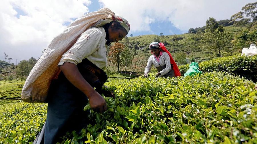 Sariwangi Agriculture dinyatakan pailit.