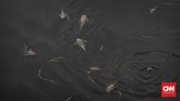 Sejumlah bangkai ikan sapu-sapu mengambang di Kali Bekasi. Warga yakin limbah industri menyebabkan biota Kali Bekasi mati. (CNN Indonesia/Adhi Wicaksono)