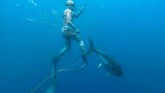 Ryder Devoe, 19, sembari menyelam bebas menangkap ikan tuna bluefin seberat 90 kilogram di perairan San Diego, California, Amerika Serikat. (REUTERS/Don Orr)