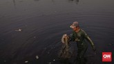 Aliran sungai Bekasi terbentang dari hulu Sungai Cikeas dan Sungai Cileungsi, Kabupaten Bogor. Pertemuan kedua sungai itu membentuk Kali Bekasi yang mengalir hingga laut di kawasan Cikarang, Kabupaten Bekasi. (CNN Indonesia/Adhi Wicaksono)