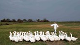 Seorang peternak bernama Siegfried Marth mengumpulkan angsa-angsanya di sebuah padang rumput di Hagensdorf, Austria. (REUTERS/Heinz-Peter Bader)