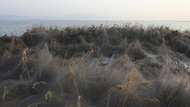 FOTO: Danau Vistonida Diserbu Laba-laba