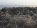 FOTO: Danau Vistonida Diserbu Laba-laba