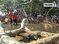 VIDEO: Tiram dan Kepiting dari Tanjung Barru