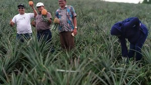 Onan Runggu, Wisata Petik Nanas dari Tapanuli Utara