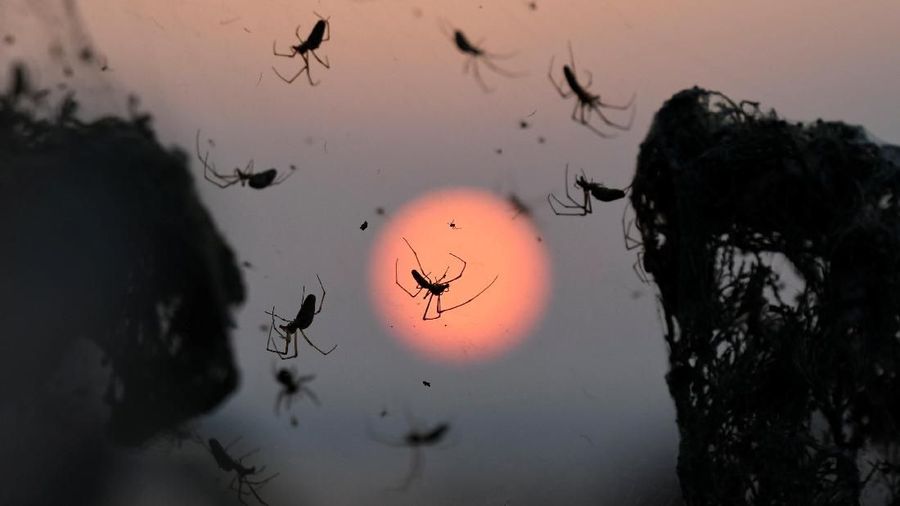 The sun rises as spider webs blanket bushes at the banks of Lake Vistonida, Greece, October 19, 2018. REUTERS/Alexandros Avramidis TPX IMAGES OF THE DAY