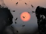 Ratusan Ribu Laba-laba Kuasai Pantai Yunani