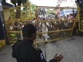 FOTO: Ricuh, Imigran Honduras Paksa Masuk Meksiko