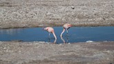 Para ahli berpendapat saling tuduh antara Albermale dan SQM ini memperlihatkan kondisi memprihatinkan soal jumlah air asin yang tersisa di Salar. (REUTERS/Ivan Alvarado)