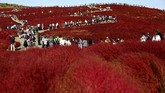 Jutaan bunga ditanam di sini dan mekar di musim yang berbeda, menjadikan Hitachi Seaside Park dapat dinikmati sepanjang tahun.