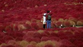 Akhir tahun ini bunga kochia atau bunga api resmi bermekaran, yang membuat lahan taman memerah bak terbakar api.