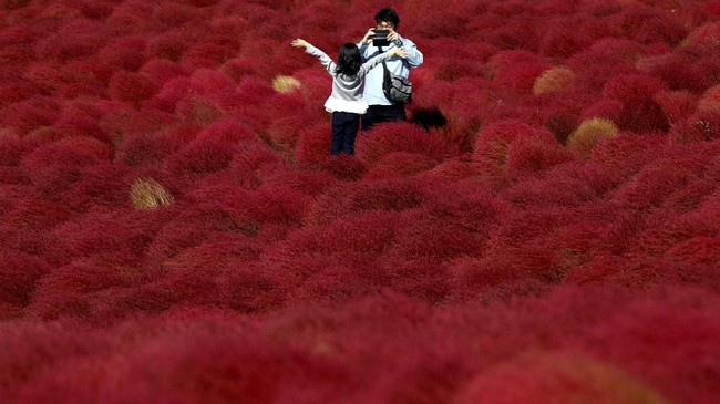 Foto Taman Bunga Membara Di Jepang