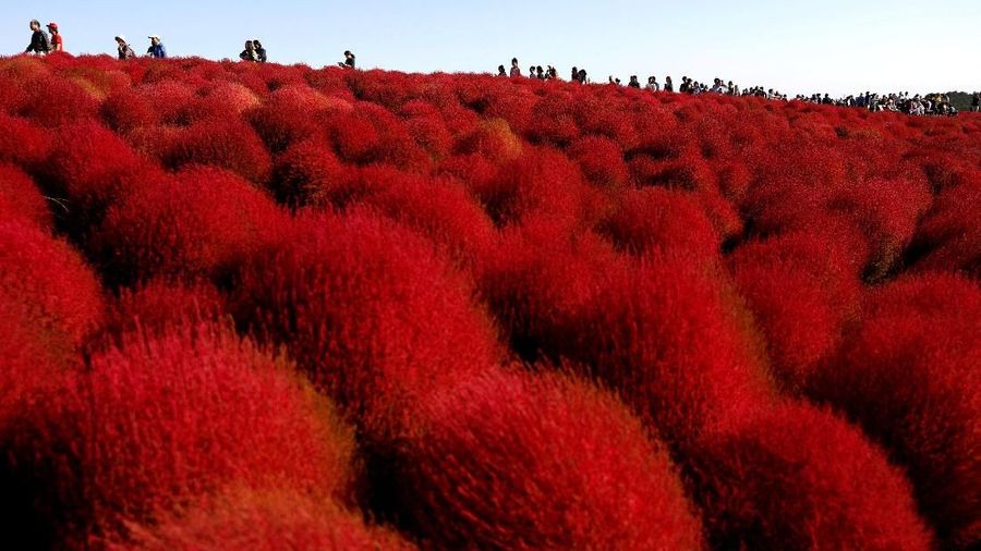 Wisatawan dapat melihat kontrasnya warna merah bukit dan biru langit.