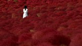 Di musim semi ada bunga bakung dan tulip yang mekar, sementara pada musim gugur ada bunga kochia dan kosmos yang mekar.