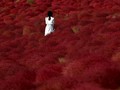 FOTO: Taman Bunga Membara di Jepang