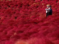Semerah Darah, Bunga Ini Lebih Tenar dari Sakura di Jepang