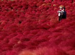 Semerah Darah, Bunga Ini Lebih Tenar dari Sakura di Jepang