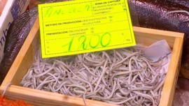 Angulas, Bayi Belut Termahal yang Punya Rasa Tak Sedap