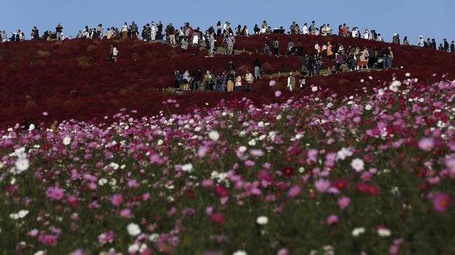 Foto Taman Bunga Membara Di Jepang