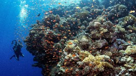 FOTO: Di Bawah Laut Ras Mohammad