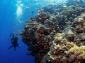 FOTO: Di Bawah Laut Ras Mohammad