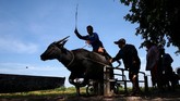 Tradisi yang sudah dilakukan selama lebih dari satu abad terakhir itu berupa karapan alias balap kerbau. (REUTERS/Athit Perawongmetha)