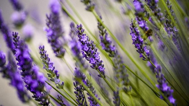 Studi Buktikan Khasiat Aroma Lavender Redakan Stres