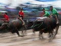 FOTO: Sambut Musim Panen dengan Karapan Kerbau di Thailand