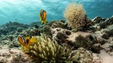 Egyptian Environmental Affairs Agency (EEAA) menetapkan Taman Nasional Ras Mohammad sebagai kawasan bahari yang terlindungi sejak tahun 1983.