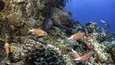 Taman Nasional Ras Mohammad berbatasan dengan Teluk Suez di bagian barat dan Teluk Aqaba di bagian timur. Ada dua pulau yang berada di sini, yakni Tiran dan Sanafir. Di Pulau Tiran ada gua bawah laut yang terbentuk akibat gempa bumi yang terjadi di Mesir beberapa waktu silam.
