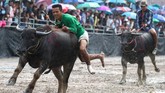 Selayaknya karapan sapi di Indonesia, budaya ini juga dilakukan di tengah tanah lapang. (REUTERS/Athit Perawongmetha)