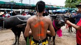 Acara tradisi ini dilakukan setiap tahunnya dan diikuti puluhan para penunggang kerbau. (Jewel SAMAD / AFP)