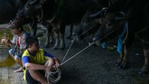 Masyarakat Chonburi pun berlomba-lomba mengeluarkan kerbau koleksi mereka yang terbaik untuk jadi pemenangnya. (REUTERS/Athit Perawongmetha)