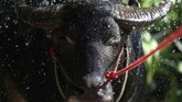 Karapan kerbau ini juga dilakukan untuk menyambut awal musim panen, yang berarti petani bisa menuai berkah dari alam dan usaha mereka. (REUTERS/Athit Perawongmetha)