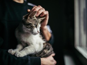 Dicari! Kos Ramah Kucing