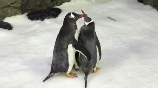 Penguin Sesama Jenis di Australia Resmi Jadi Orangtua