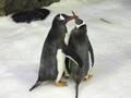 Penguin Sesama Jenis di Australia Resmi Jadi Orangtua