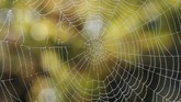 Tetesan air terlihat di jaring laba-laba saat musim panen anggur di Chateau du Pavillon di Perancis. (REUTERS/Regis Duvignau)