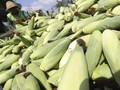 Dilema Impor Kemendag di Tengah Lonjakan Harga Jagung