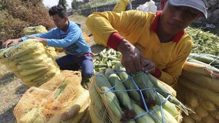 KSP Dorong BUMDes Distribusi Jagung dari Sentra ke Industri