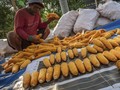 Klaim Jokowi soal Impor Jagung Turun dan Polemik Harga