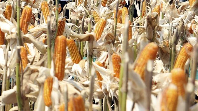 Menko Darmin Minta Menteri Rini Pantau Langsung Impor Jagung