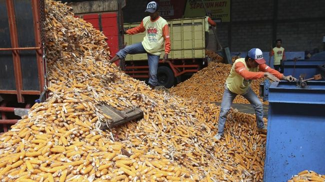 Pengusaha Sebut Jagung Langka karena Kendala Distribusi