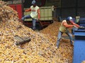 Buwas Enggan Disalahkan, Meski Impor Jagung Tak Maksimal