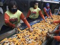 Pengusaha Pakan Ternak Keluhkan Harga Jagung Masih Tinggi