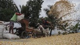 Parjuni merinci setiap harinya, kebutuhan jagung di Jawa Tengah bagi peternak dan produsen pakan mencapai 3.000 - 3.250 ton. Dari jumlah itu, produsen pakan ternak mendominasi kebutuhan sekitar 70 persen. (ANTARA FOTO/Idhad Zakaria).