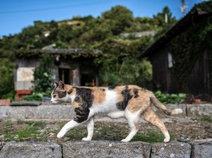 5 Kota di Dunia yang Jadi Surganya Para Pecinta Kucing