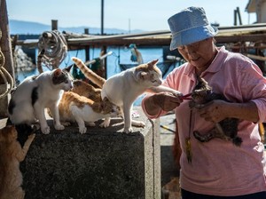 Pulau Kucing di Jepang Nyaris Punah, Kucing dan Warlok Menua