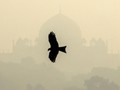 FOTO: New Delhi Dikepung Polusi
