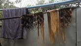 Perdagangan rambut ini sebenarnya sudah ada sejak bertahun-tahun lalu. Namun dalam beberapa dekade terakhir, Myanmar sudah mulai terbuka ke dunia luar setelah orang-orangnya paham peluang ekonomi. (REUTERS/Ann Wang)